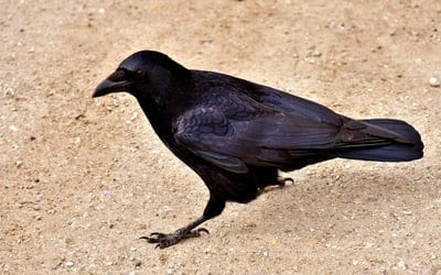 Black crow with iridescent feathers walking on sandy ground covered in small pebbles during the daytime.