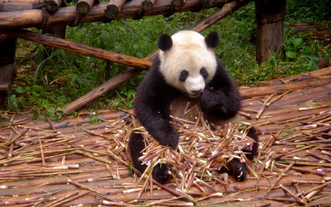 Giant panda sitting on a wooden ledge eating bamboo stalks amidst green leaves in a naturalistic sanctuary habitat.