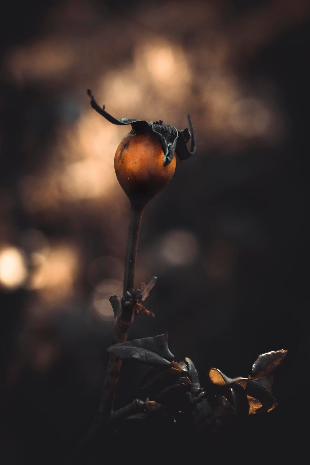 Dried orange rose hip with a textured surface appears against a dark background with soft golden bokeh circles.