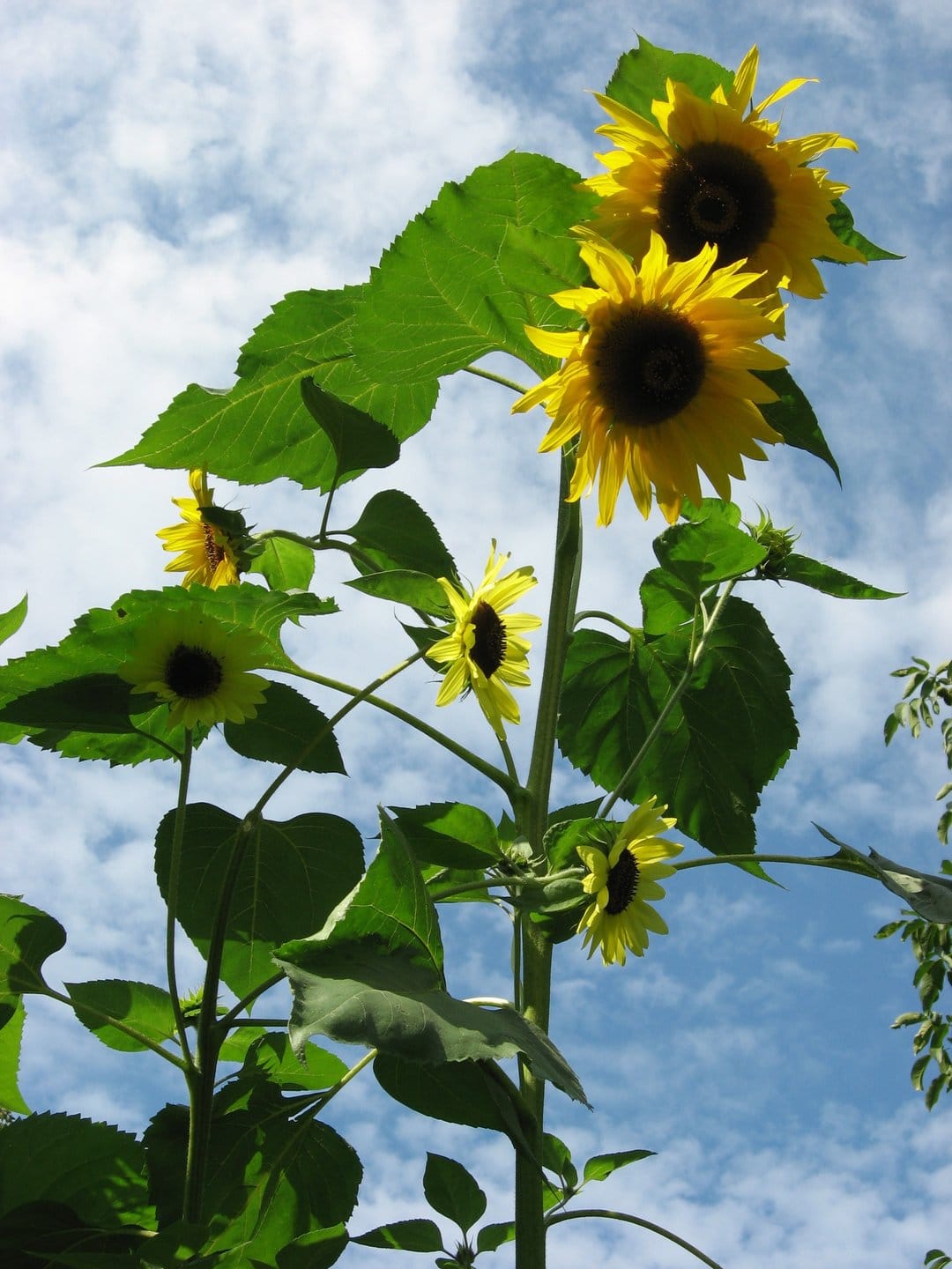 Yellow sunflowers with dark centers tower against a blue sky with white clouds in a low-angle vertical view.