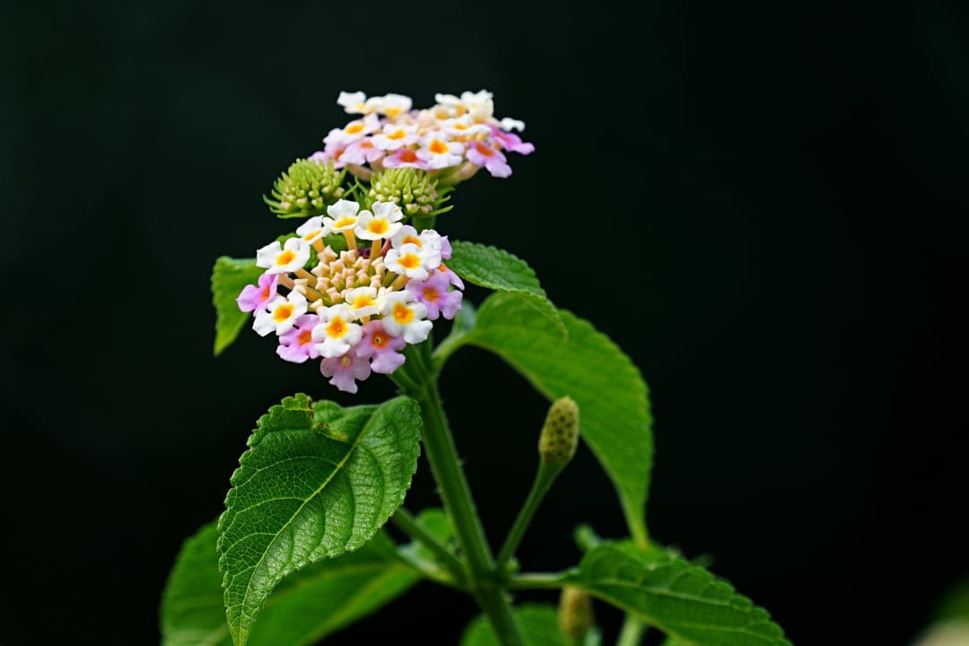 Lantana flower cluster with pink and yellow petals against a dark green bokeh background in a macro view.