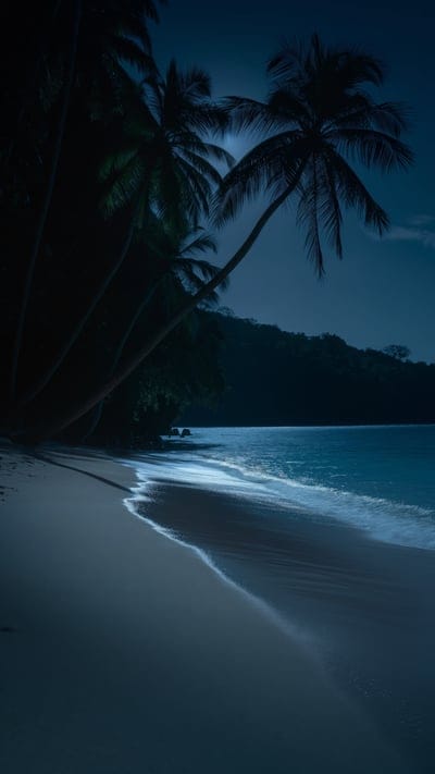 tropics,beach,palm trees,sea,dark,night