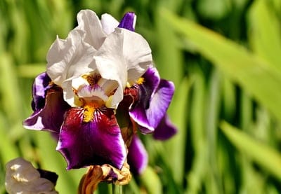 White and purple iris flower with yellow stamen in close-up against a blurred green garden background.