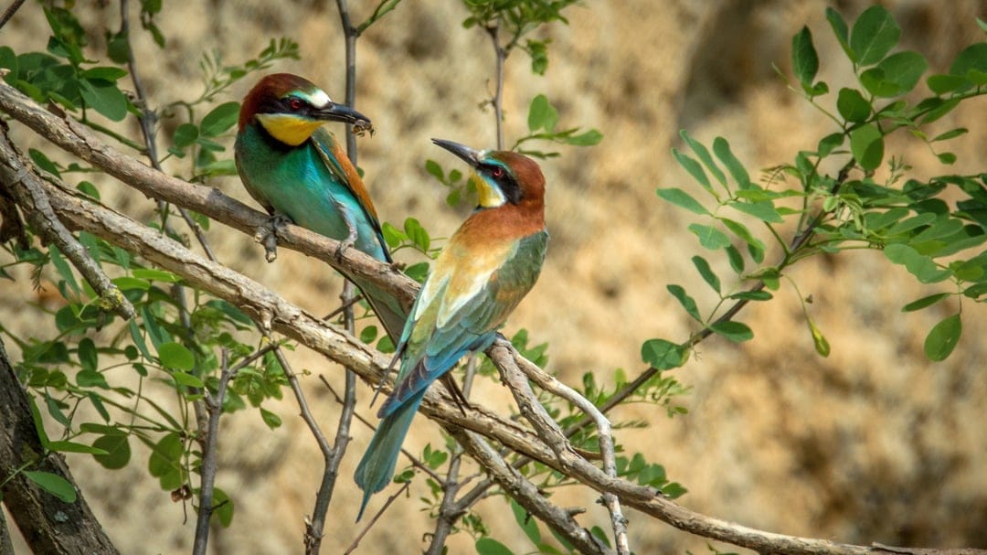 Two colorful bee-eater birds rest on a thin twig, one holding a bug against a soft green blurred background.