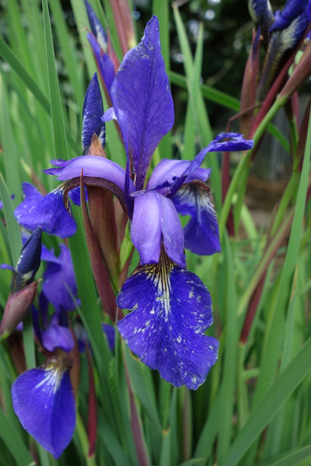 Blue iris flower with white speckled petals and dark veins sits against a soft green and red stem background.