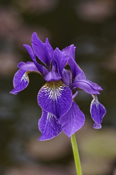 Purple iris flower with yellow and white veins against a dark green blurred background in a macro photograph.