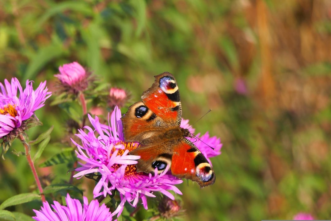 Peacock butterfly with blue eye spots rests on a pink aster flower with a soft green garden background.