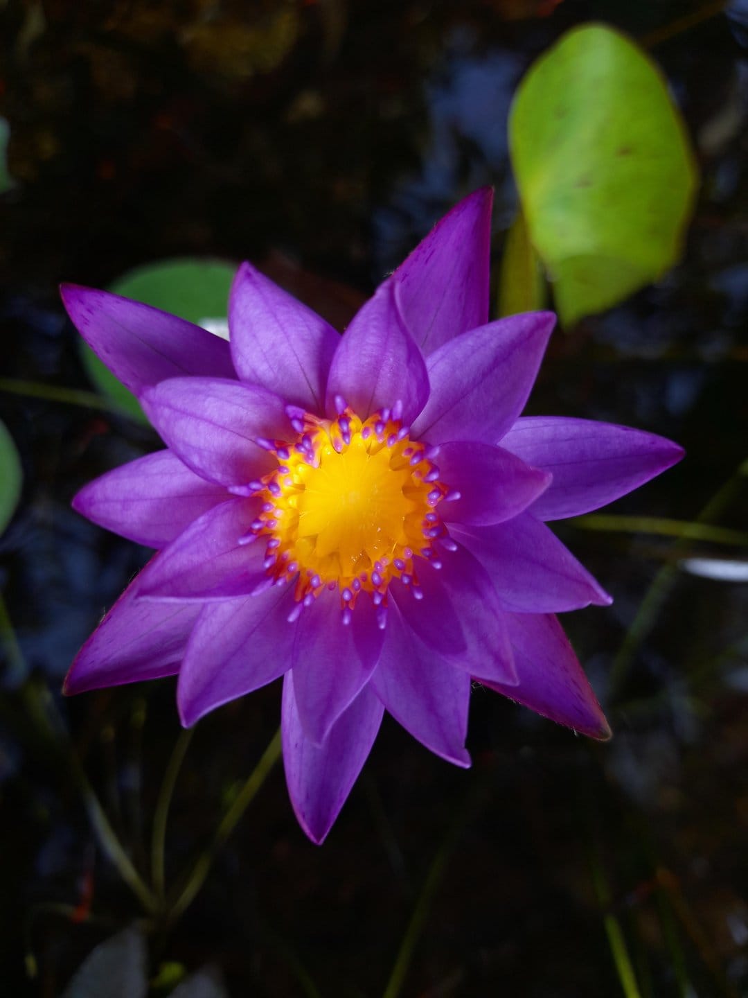 Purple water lily with a bright yellow center blooms on dark water surrounded by submerged green pads.