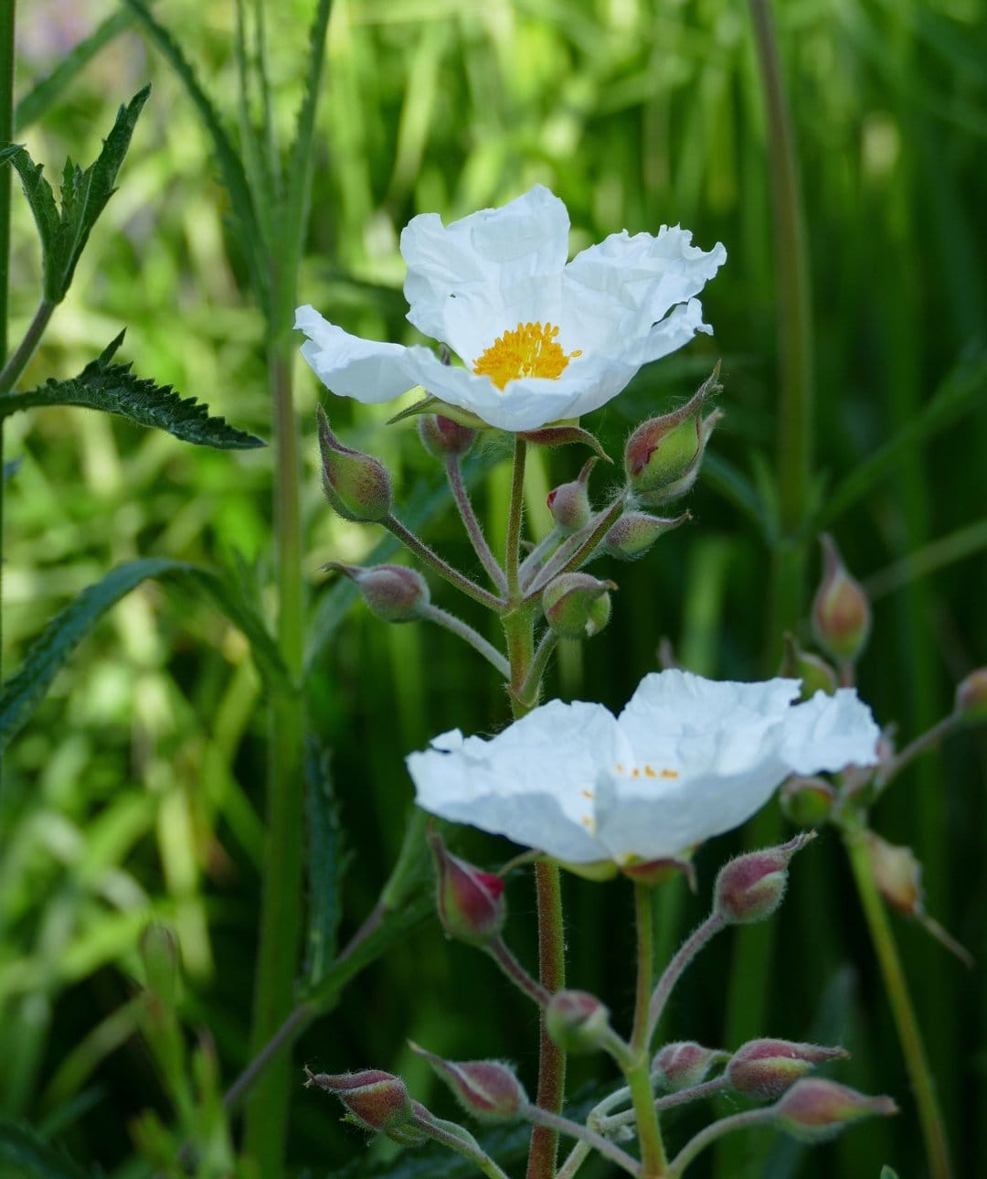 White Rockrose flower with yellow stamens and crinkled petals surrounded by green leaves and small round buds.