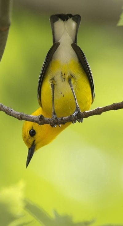 bird,branches,trees,color