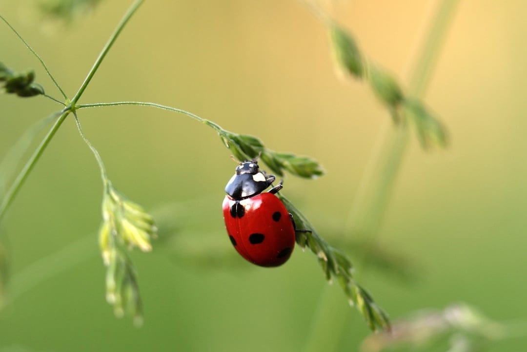 Red ladybug with black spots clings to a green grass blade against a blurry yellow and green bokeh background.