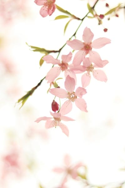 Pink cherry blossom flowers on a thin branch glow against a blurred background of bright morning sunlight.