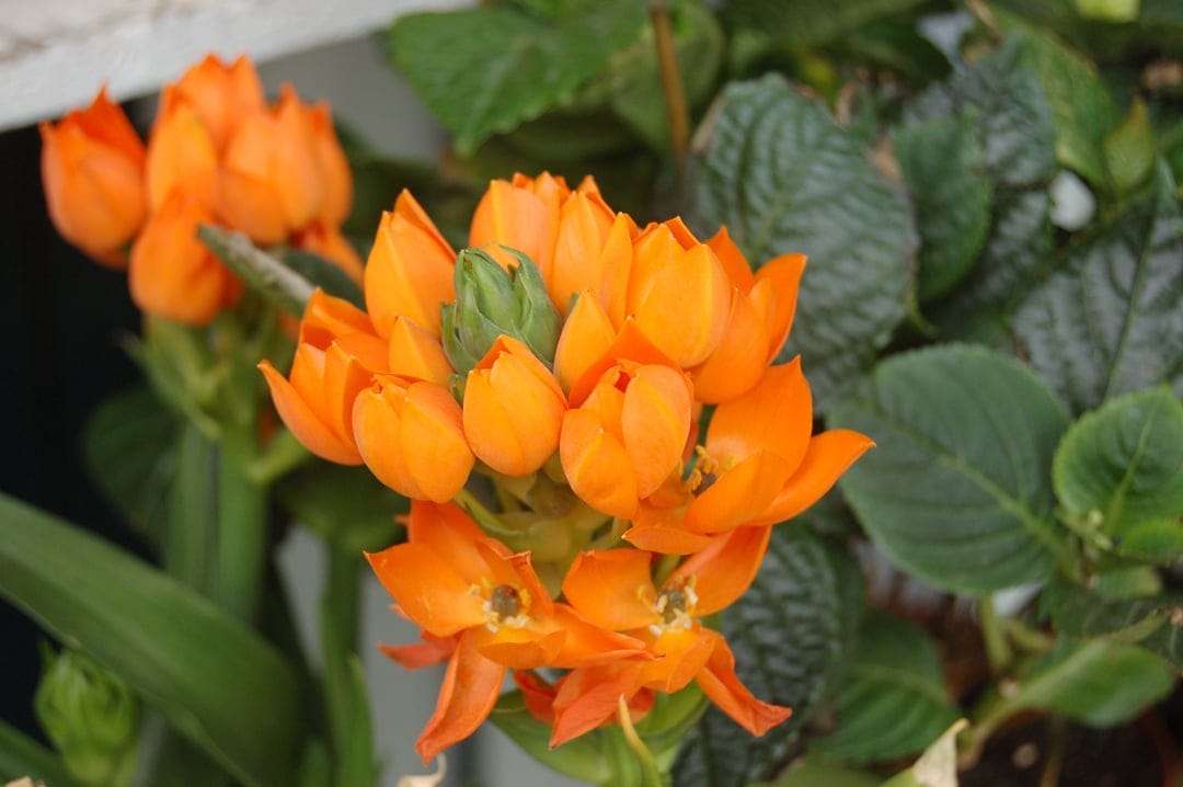 Orange Star-of-Bethlehem flowers with star-shaped petals and green buds are shown in a macro close-up view.