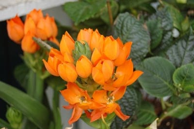 nature,flower,flower background,flower wallpaper,beautiful flowers,to flourish