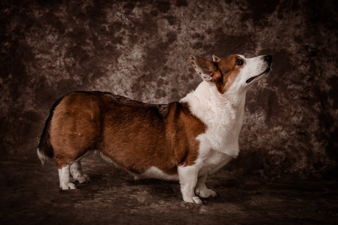 Pembroke Welsh Corgi dog posing in profile against a dark brown textured wall with soft studio lighting.
