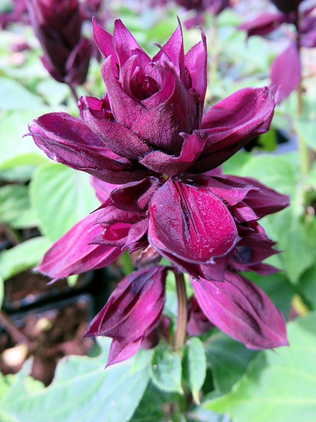 Burgundy Salvia flower with velvety purple bracts and pointed petals against a blurred green foliage backdrop.