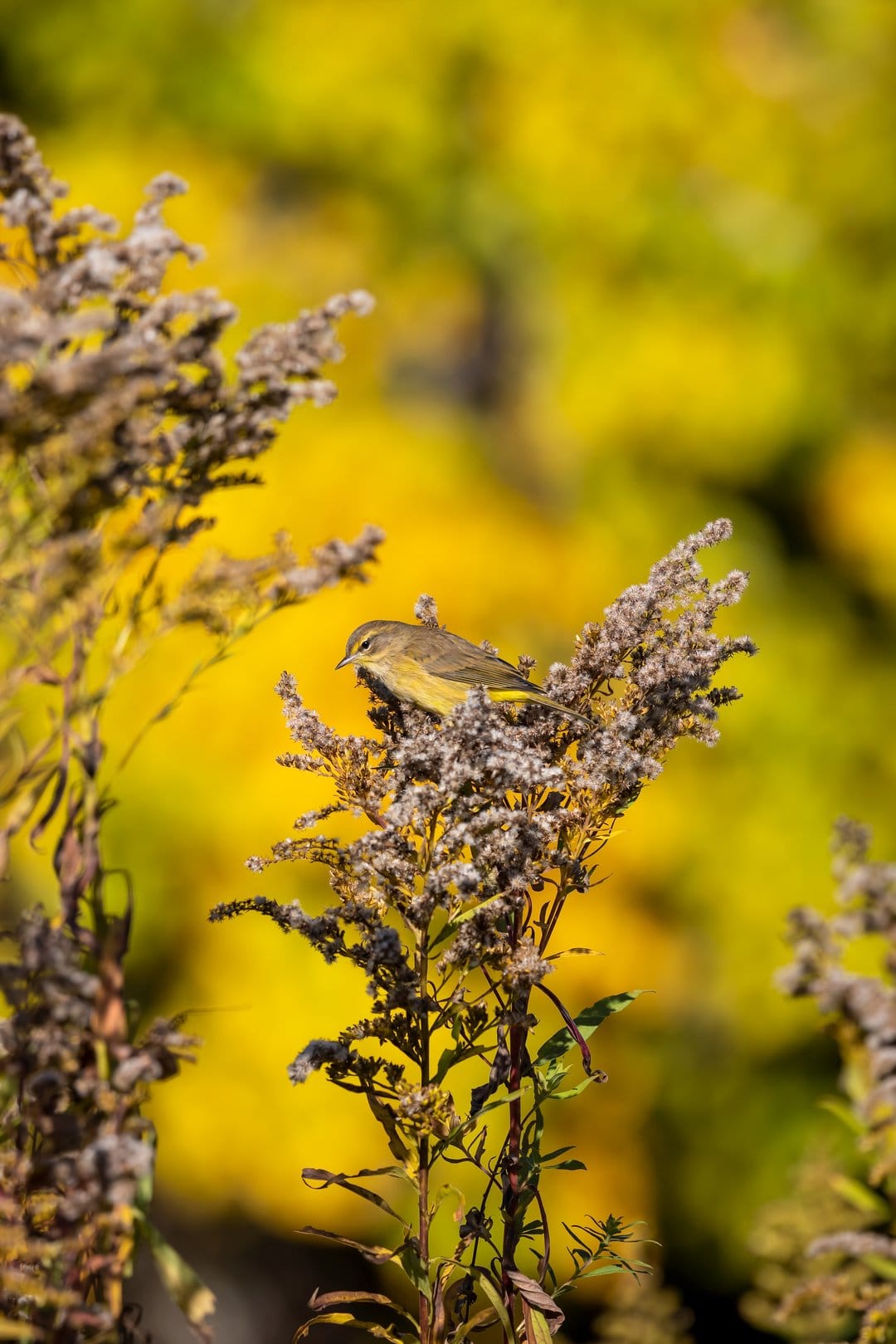 Yellow-breasted bird with olive plumage perched on a dried goldenrod flower against blurred autumn foliage.