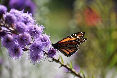 Monarch butterfly with orange wings perches on a cluster of purple liatris flowers against a blurred green backdrop.