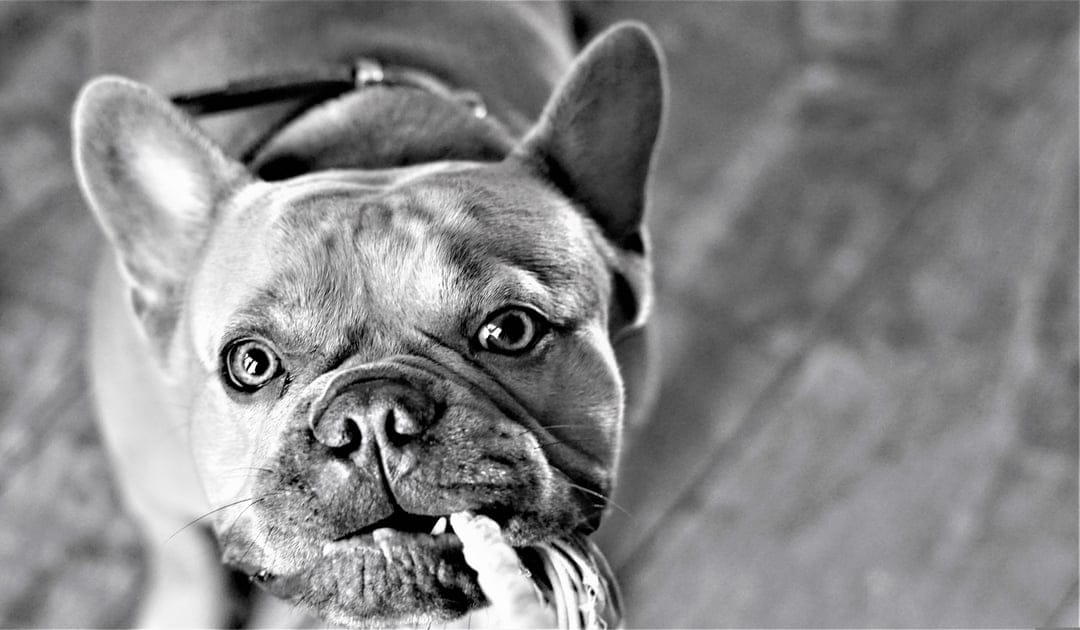 French Bulldog face with deep wrinkles and expressive eyes holds a textured cloth in its mouth in B&W photography.