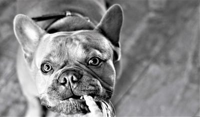 French Bulldog, dog portrait, black and white, monochrome, pet photography, dog face, expressive eyes, wrinkled face, close-up, animal photography, canine, bulldog breed, cute dog, adorable pet, high contrast, shallow depth of field, animal portrait, dog lover, pet lover, animal, photography, texture, dramatic lighting