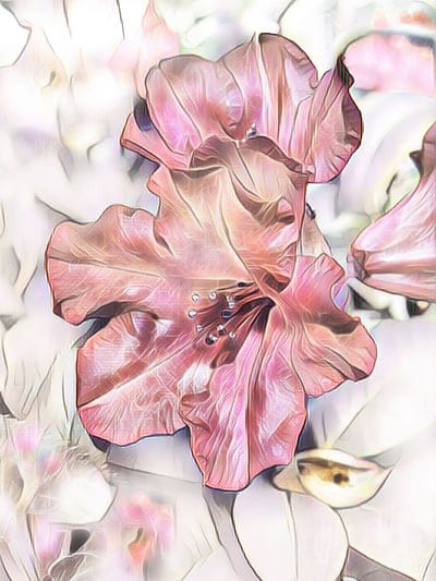 rhododendron,digital painting,flower wallpaper,romantic,flower background,beautiful flowers,nature,pink,blossom,bloom,flower
