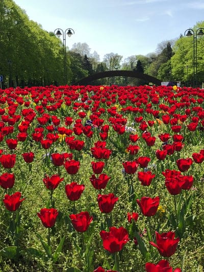 Red tulips fill a vast field beneath a sunny sky with a stone bridge and green trees in the background.