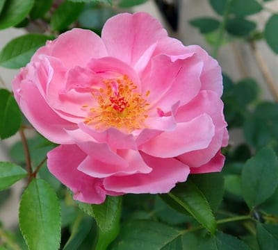 Pink rose petals circle bright yellow stamens and deep green leaves in a detailed macro botanical shot.