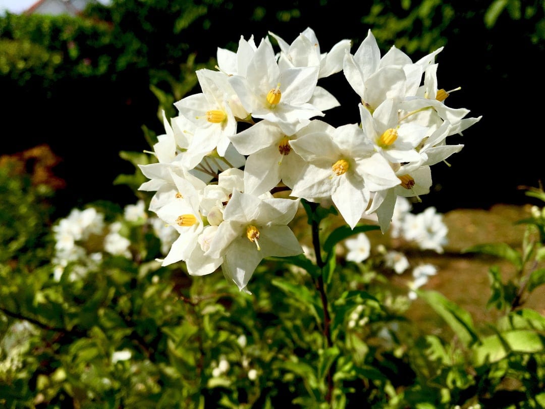 White potato blossoms with yellow stamen cluster together against a blurred green garden background in macro detail.