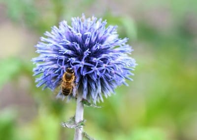 Honeybee with translucent wings collects nectar from a prickly purple thistle flower against a soft green backdrop.