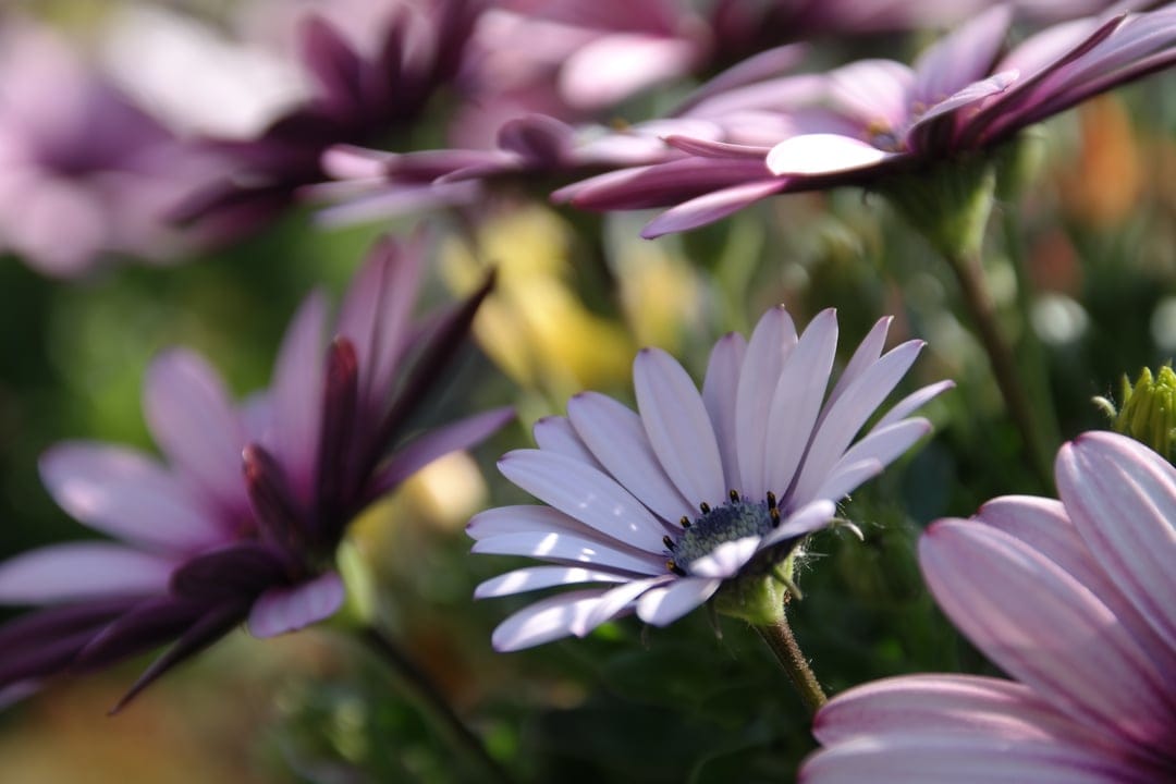 Purple and white daisies with translucent petals glow in warm sunlight against a soft, blurred green background.