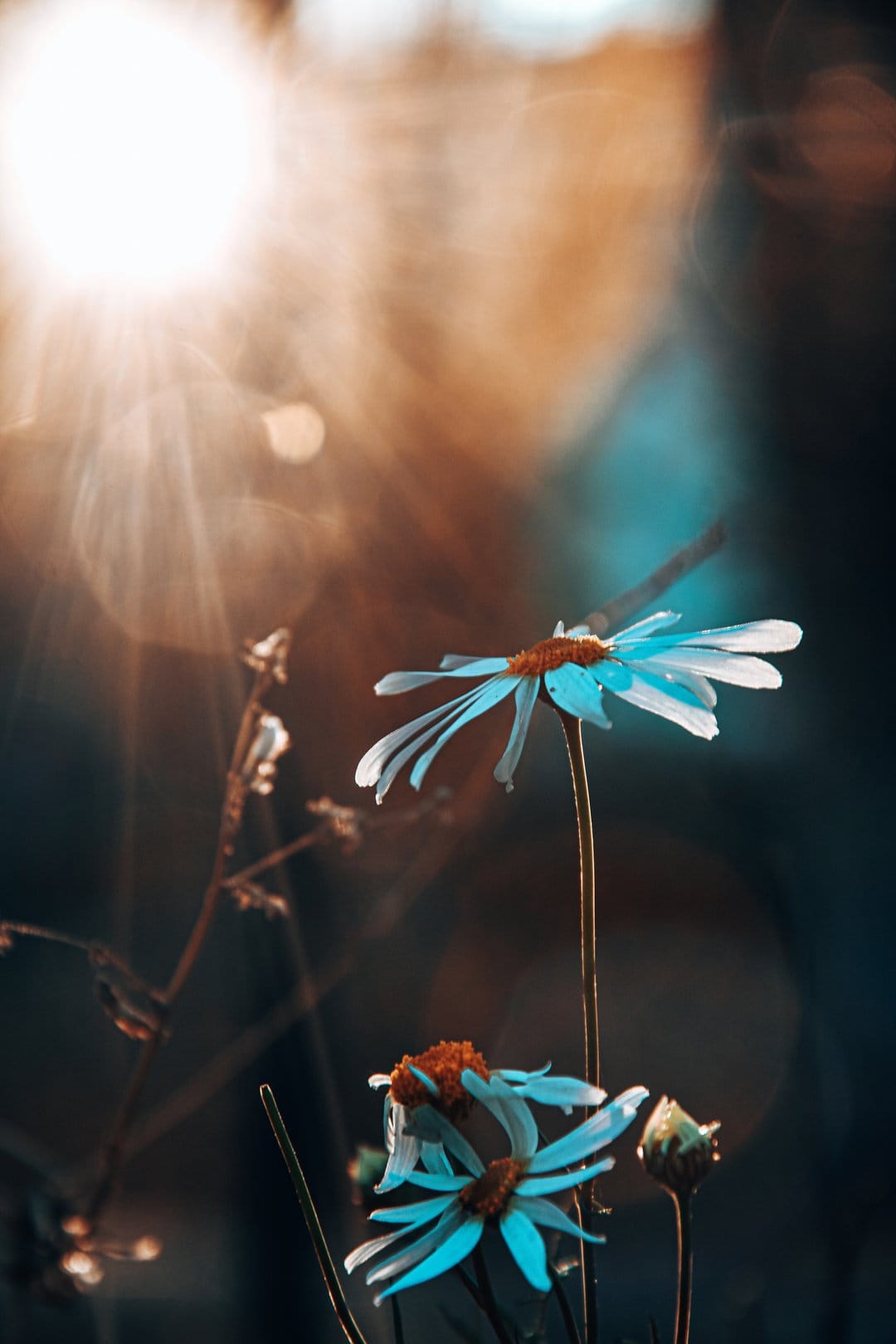 Blue daisy petals illuminated by golden sunlight with a soft-focus bokeh background in a vertical macro shot.