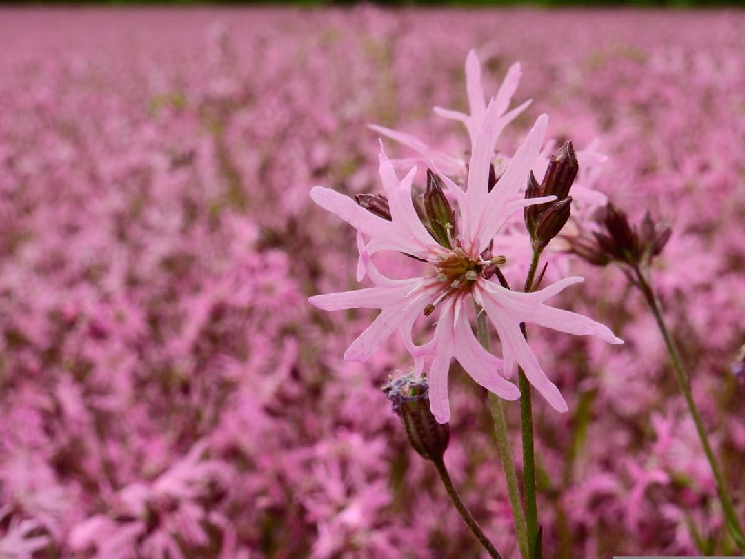 Pink Ragged Robin flower with fringed petals stands in a blurred field of blossoms for a botanical background.