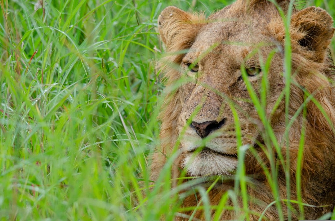 Lion face with piercing eyes stares through lush green grass blades in a close-up wildlife portrait.