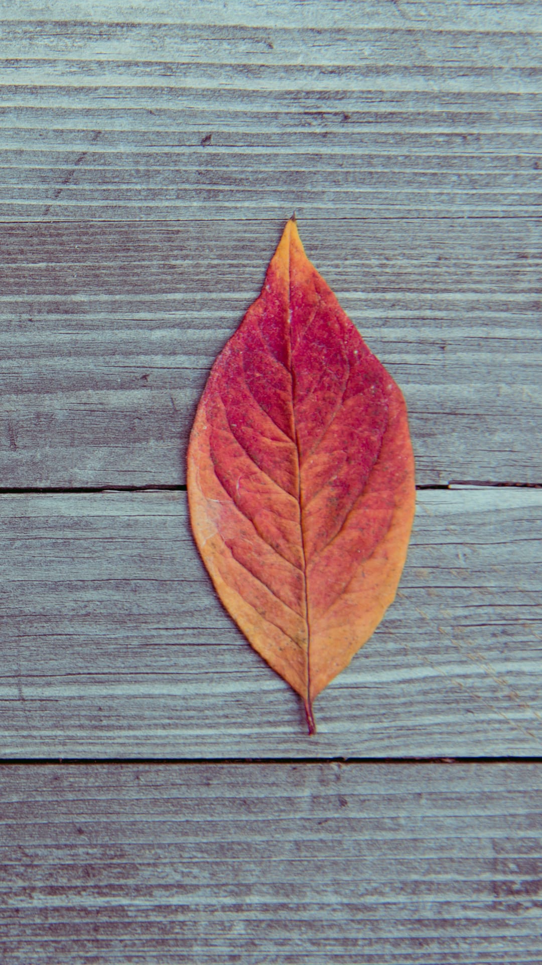 Red and orange leaf with visible veins lying on horizontal brown wooden planks in a close-up macro shot.