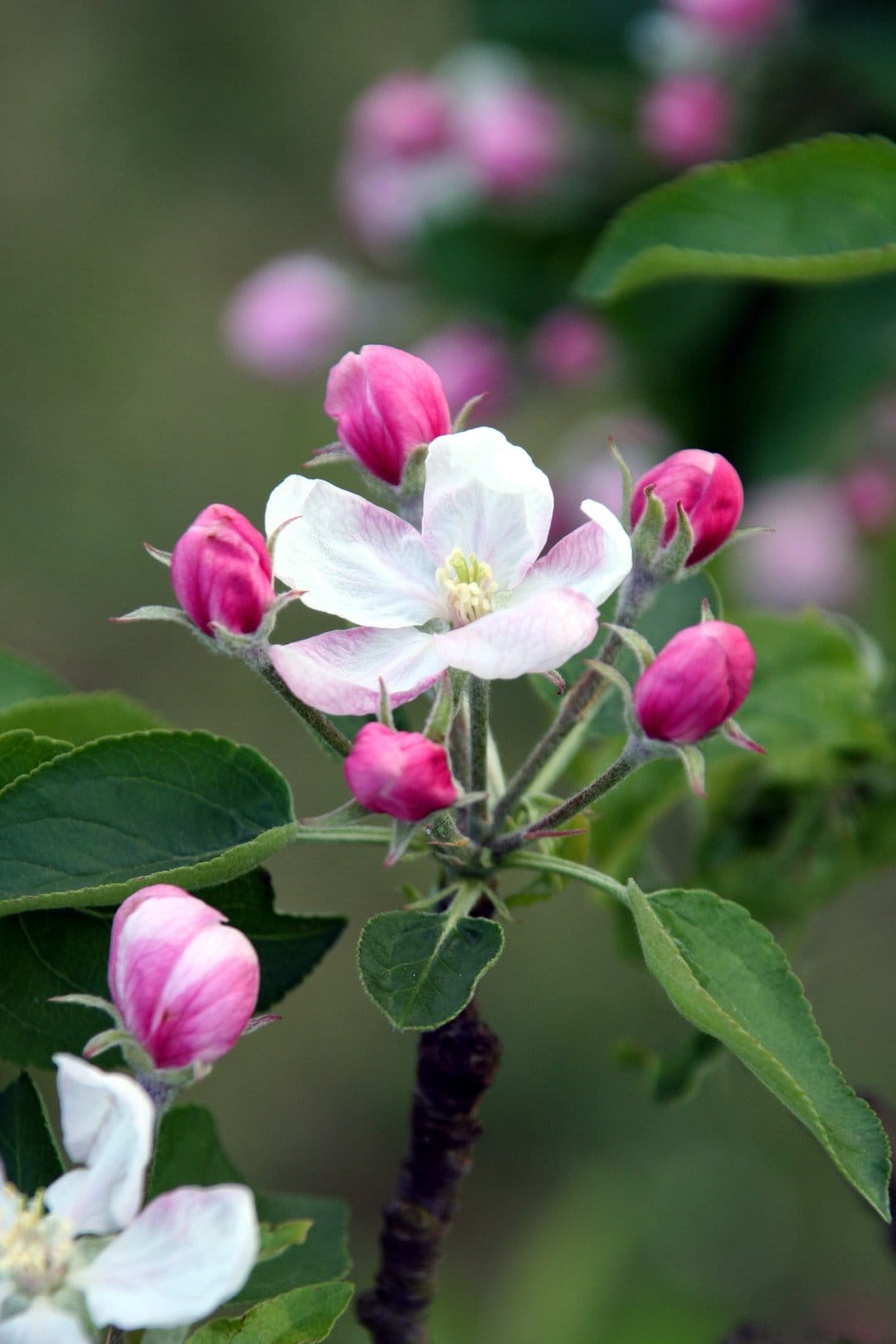 Apple tree blossoms with pink and white petals on a branch next to magenta buds over a blurred green background.