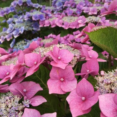 Pink and blue hydrangea flower clusters with delicate petals and green leaves in a close-up botanical view.