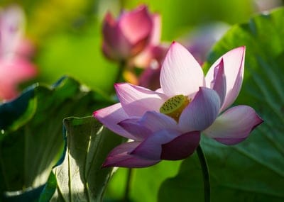Blooming pink lotus flower with a yellow pistil set against large green leaves and a blurred aquatic background.