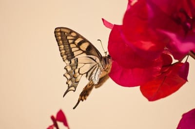 Butterfly with patterned wings perches on bright pink bougainvillea flowers against a soft blurred background.