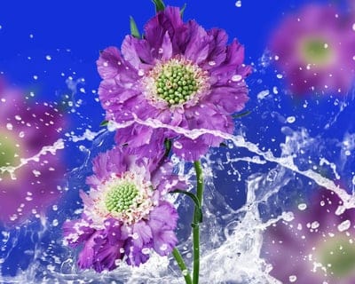 flowers,drops,water,spary,background,blurred