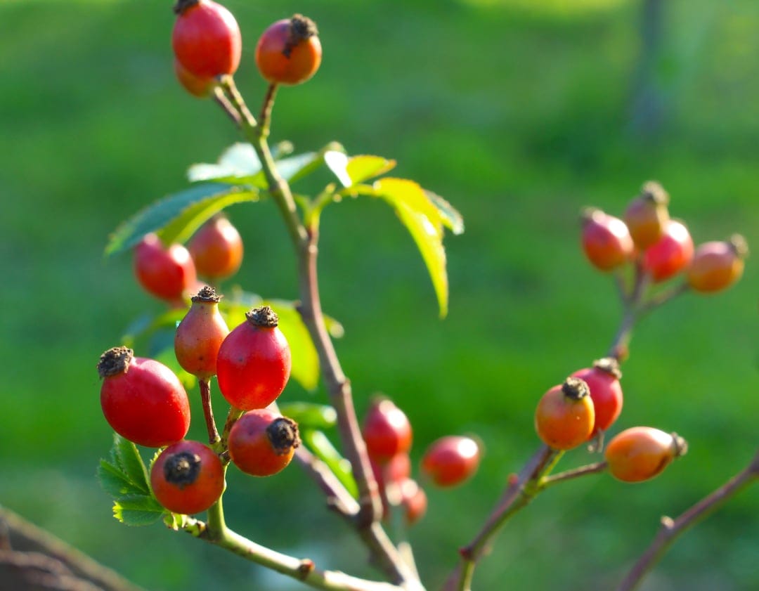 Red rose hips cluster on a thorny green branch, surrounded by blurred leaves and grass in soft natural light.