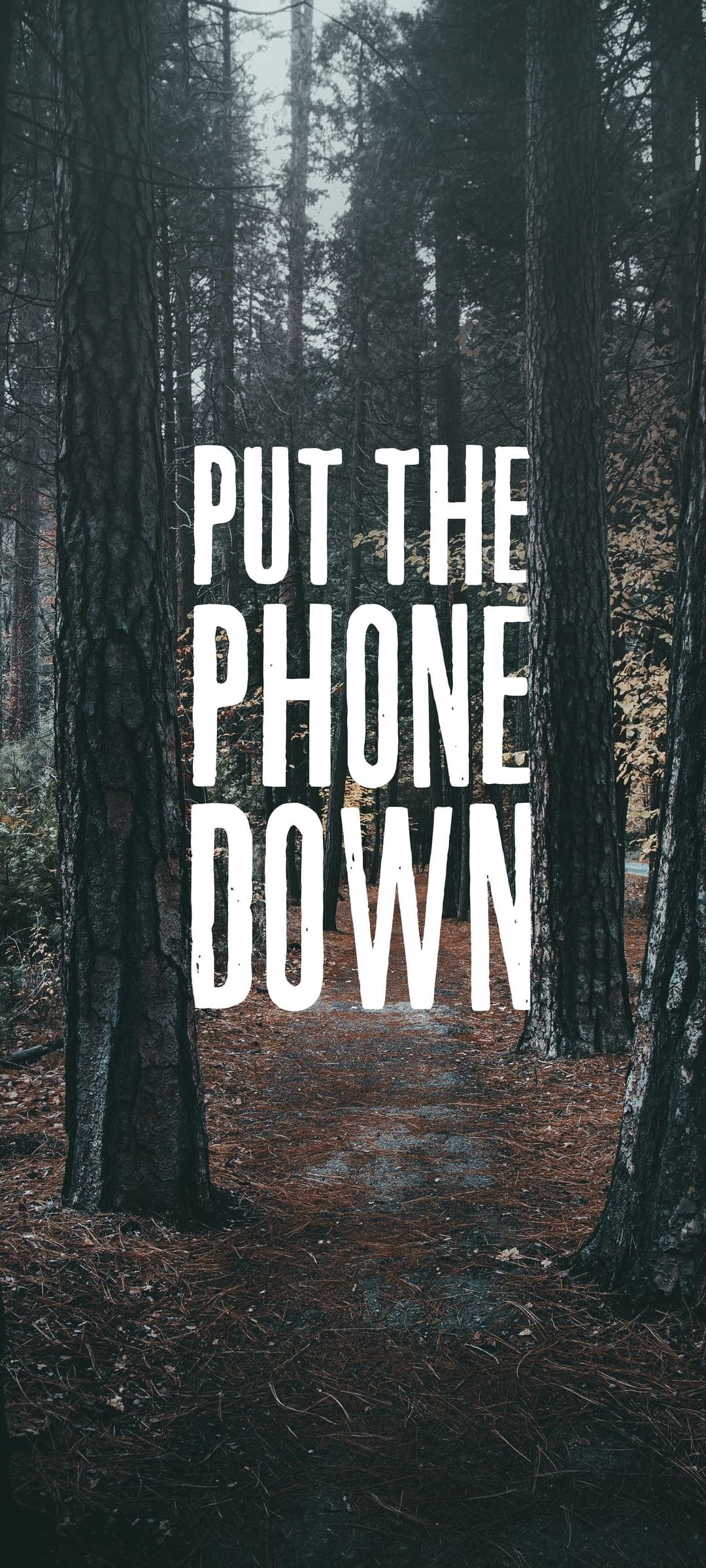 Put the phone down text on a dark forest path surrounded by tall trees and misty atmospheric lighting.