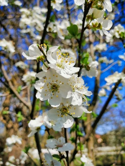 White cherry blossoms with yellow stamens on a thin branch set against a deep blue sky in bright daylight.