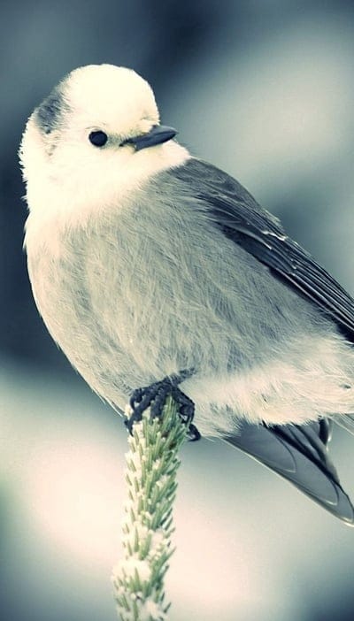 bird,spike,snow,sit