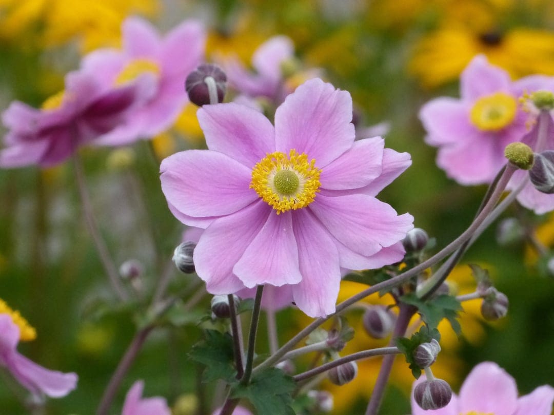 Pink Japanese Anemone petals surround yellow centers amidst a blurred garden background in soft sunlight.