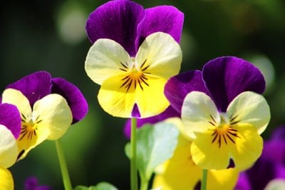 flower,4k wallpaper,mac wallpaper,hd wallpaper,laptop wallpaper,free wallpaper,desktop backgrounds,flower wallpaper,multicolored,nature,windows wallpaper,spring,colorful,free background,to dye,4k wallpaper,garden,wallpaper 4k,blossoms,floral background