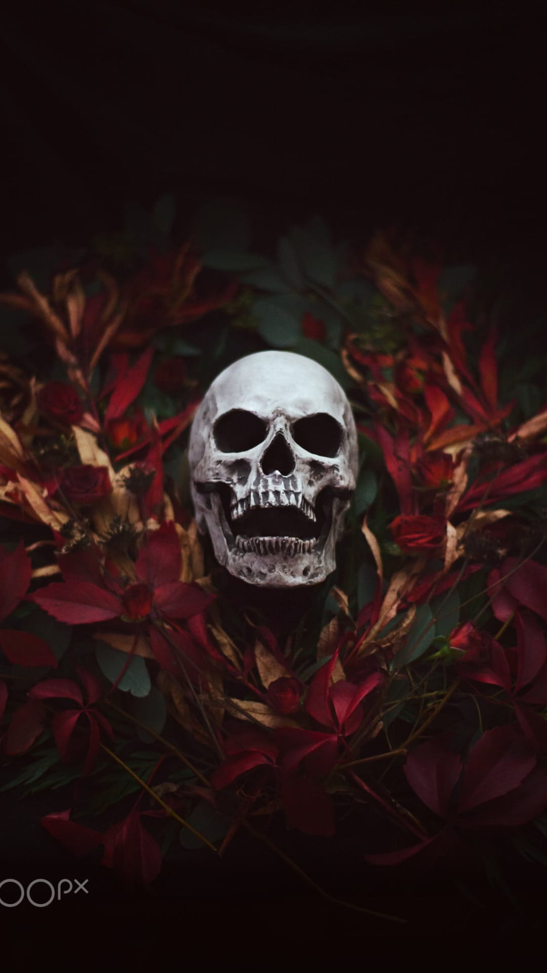 Human skull nestled among dark red and orange autumn leaves with dramatic shadows and weathered bone textures.