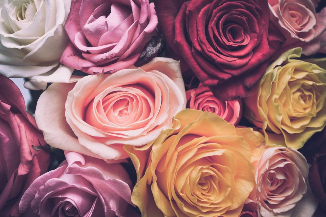 Multicolored roses in a dense bouquet featuring red, pink, and yellow petals with soft highlights and textures.