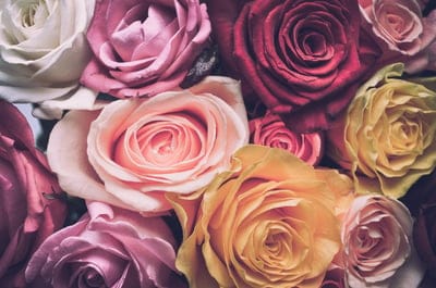 flower background,march 8,windows wallpaper,spring,rose flower,free wallpaper,wallpaper 4k,holiday