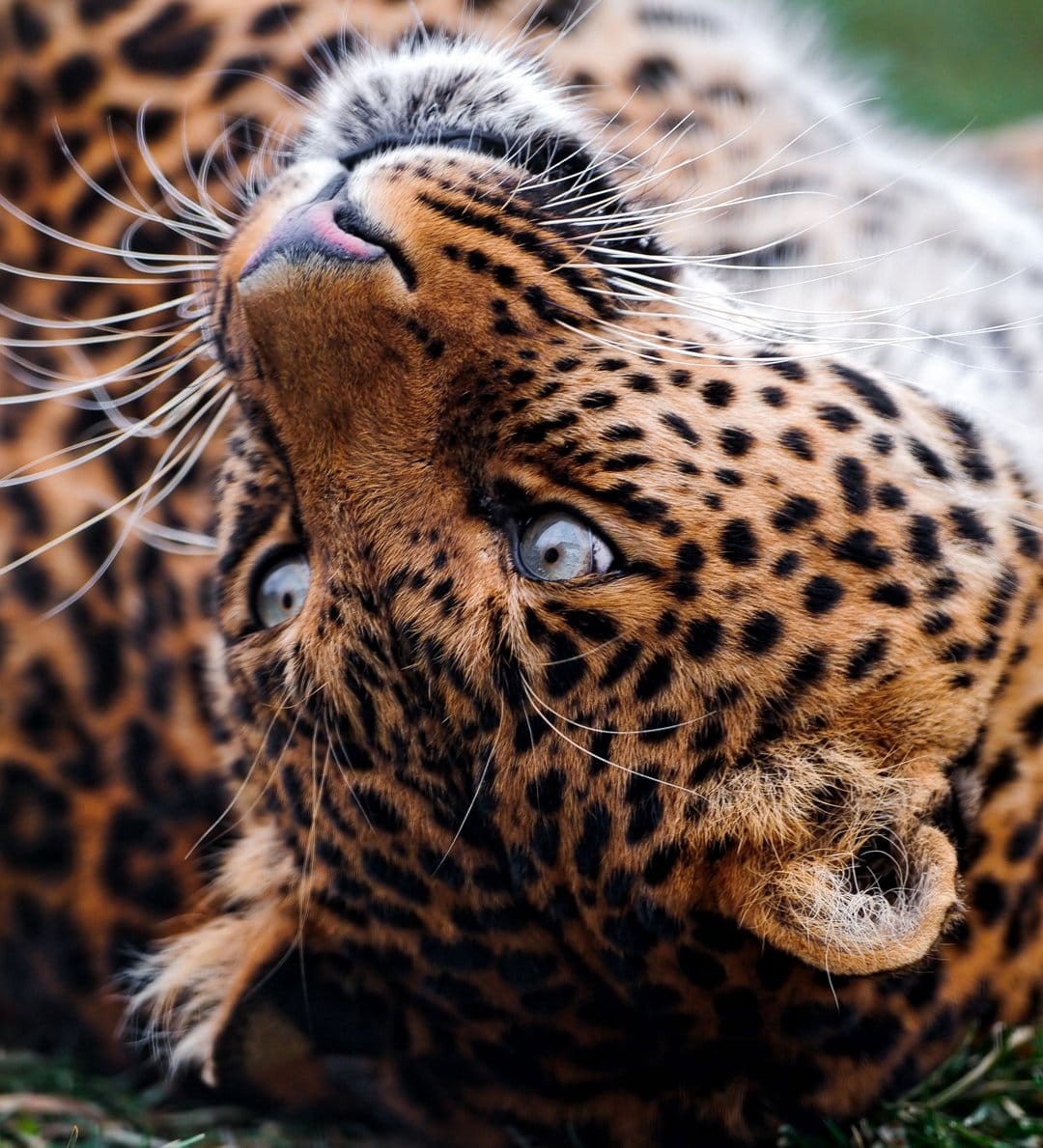 Leopard with blue eyes lies upside down, showing detailed rosettes and long white whiskers in a close-up view.