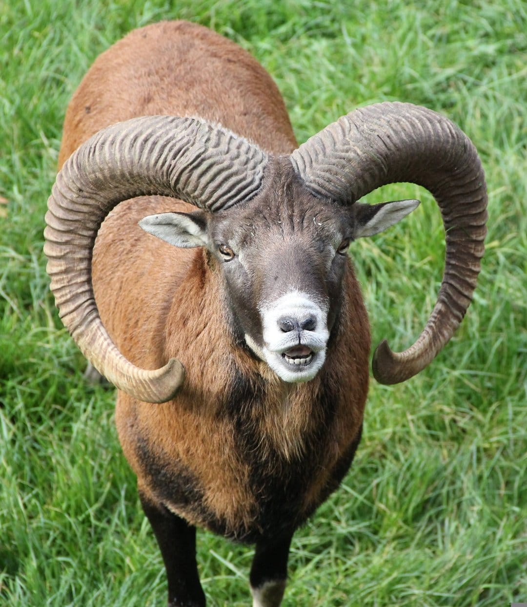 Mouflon ram with large spiral horns stands in a green field, showcasing its textured fur and bared teeth.